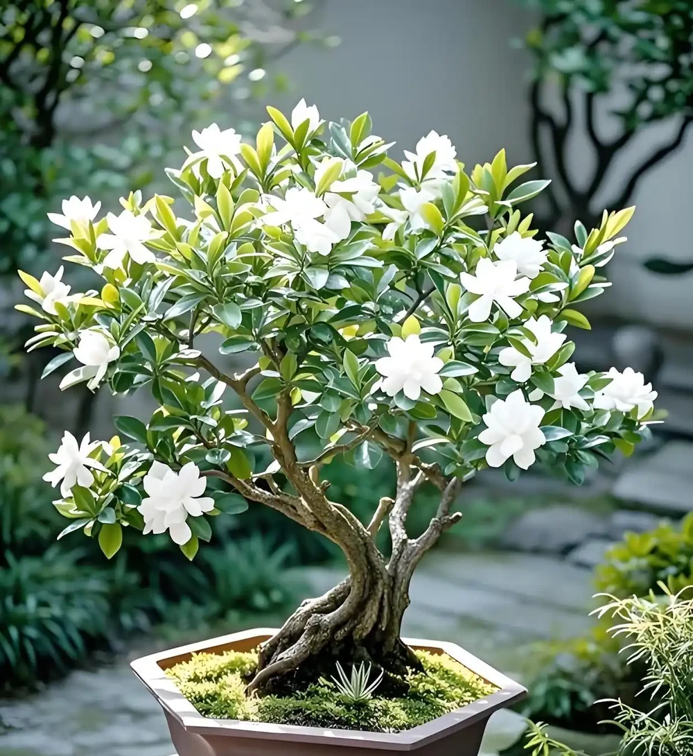 親測有效！梔子花變成「乾柴」別放棄，3步急救法，半個月後驚喜來了