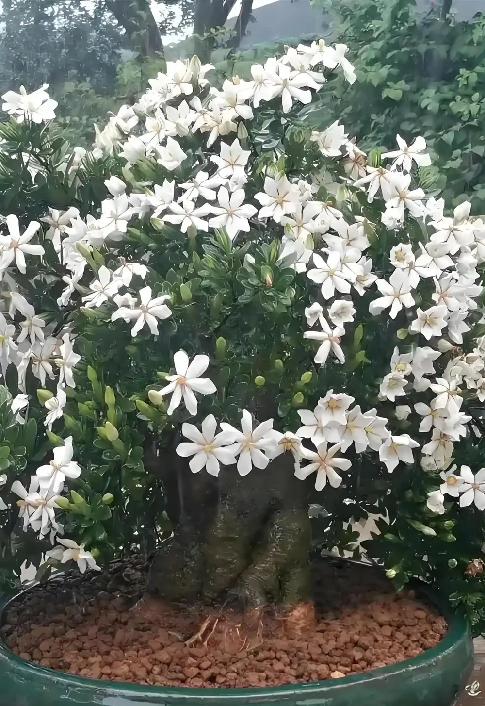 親測有效！梔子花變成「乾柴」別放棄，3步急救法，半個月後驚喜來了
