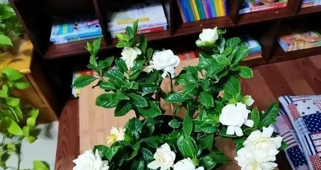 梔子花黃葉掉苞救不活?記住「兩不換、三必補」,新手也能養成開花機器