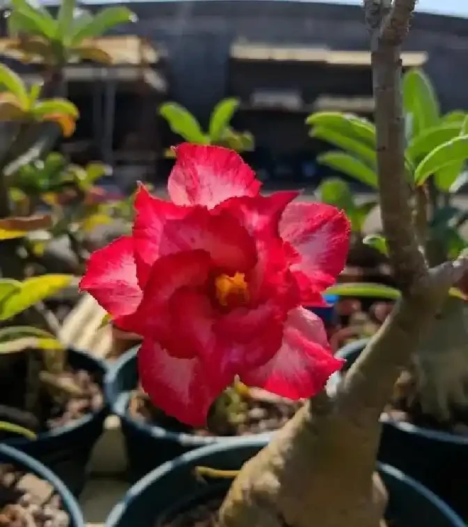 沙漠玫瑰還能這樣養?狠心砍一刀,反而「長出」粗肚子靠譜嗎