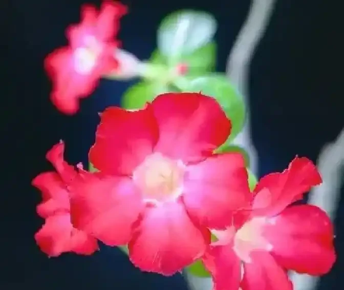 沙漠玫瑰還能這樣養?狠心砍一刀,反而「長出」粗肚子靠譜嗎