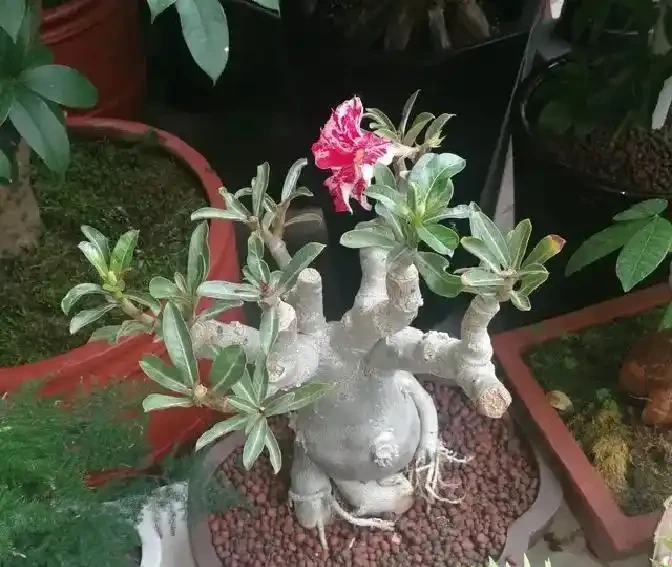沙漠玫瑰還能這樣養?狠心砍一刀,反而「長出」粗肚子靠譜嗎
