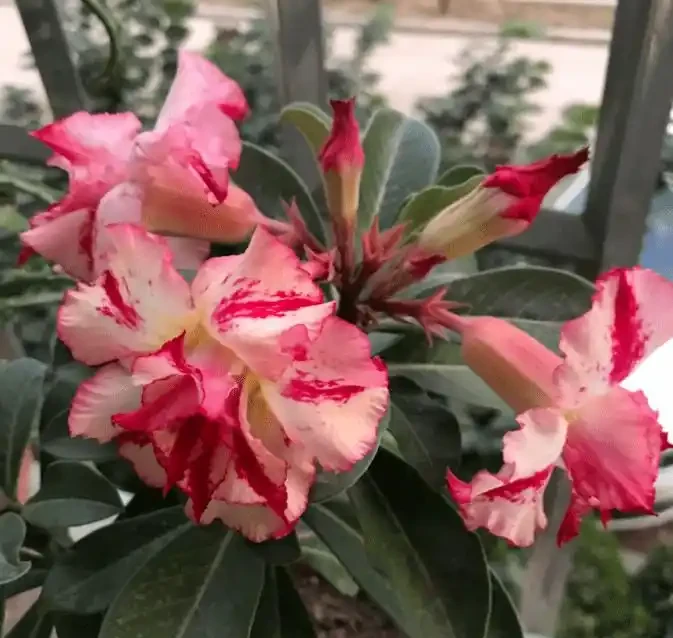 沙漠玫瑰還能這樣養?狠心砍一刀,反而「長出」粗肚子靠譜嗎