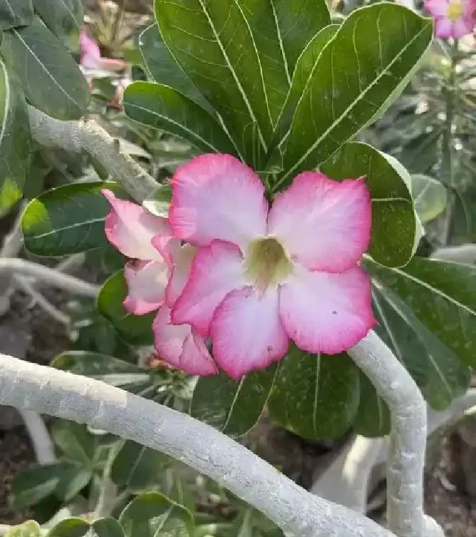 沙漠玫瑰還能這樣養?狠心砍一刀,反而「長出」粗肚子靠譜嗎