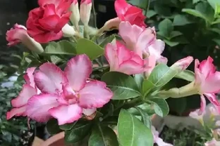 沙漠玫瑰還能這樣養？狠心砍一刀，反而「長出」粗肚子靠譜嗎
