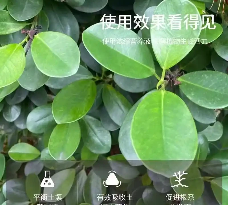 綠植養護難題多？內行都用這些肥料避坑！實測使用3個月，花草根系粗壯、葉片翠綠，茁壯成長效果看得見！