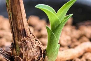 蘭花爛到發黑別扔！資深蘭友親授「外科手術」搶救法，新手也能救活