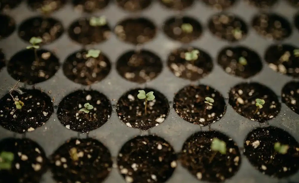 別錯過時機！搞懂發財樹種子什麼時候收與播，輕鬆培育滿屋綠意