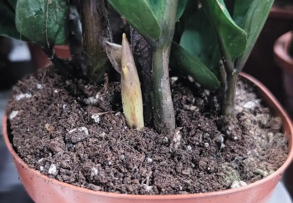 別錯過時機！搞懂發財樹種子什麼時候收與播，輕鬆培育滿屋綠意
