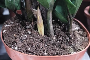 別錯過時機！搞懂發財樹種子什麼時候收與播，輕鬆培育滿屋綠意