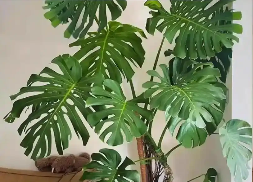 龜背芋想長「大葉片」?春天喂對2種肥,新葉寬厚肥大,財源滾滾!