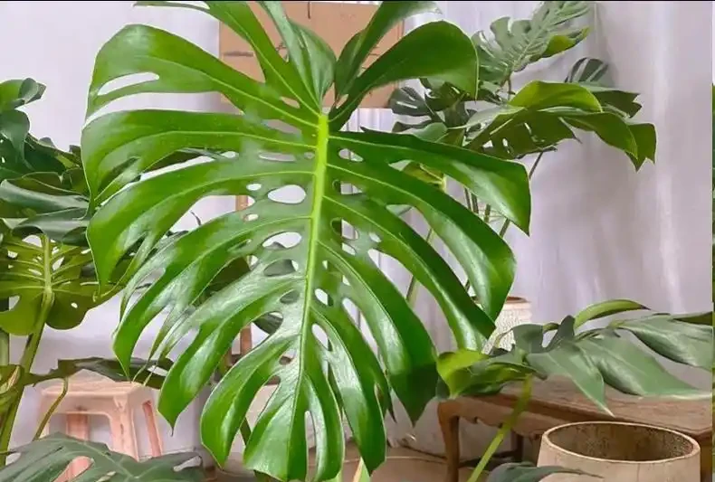 龜背芋想長「大葉片」?春天喂對2種肥,新葉寬厚肥大,財源滾滾!
