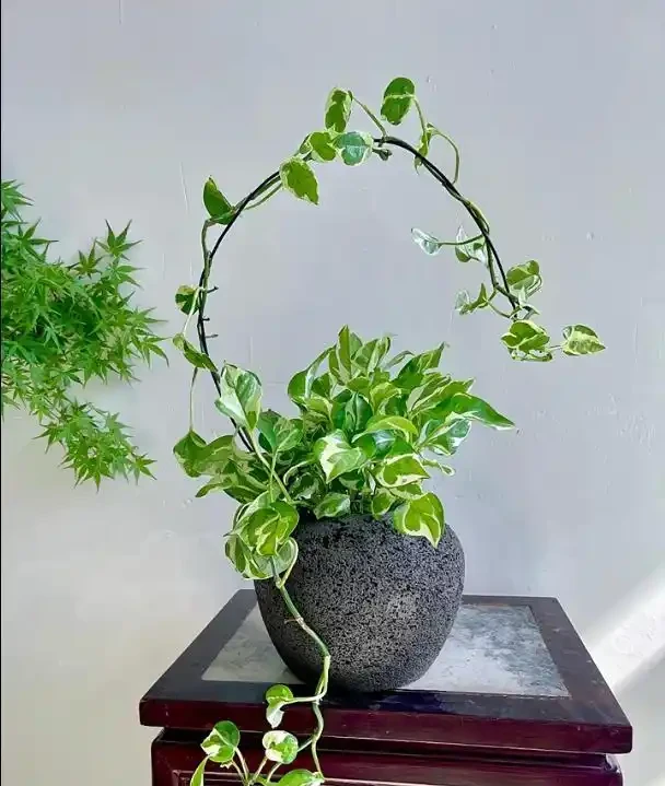 男子曬出老媽養5年的『瘋狂黃金葛』，氾濫成災引關注，網友卻表示欣賞不來