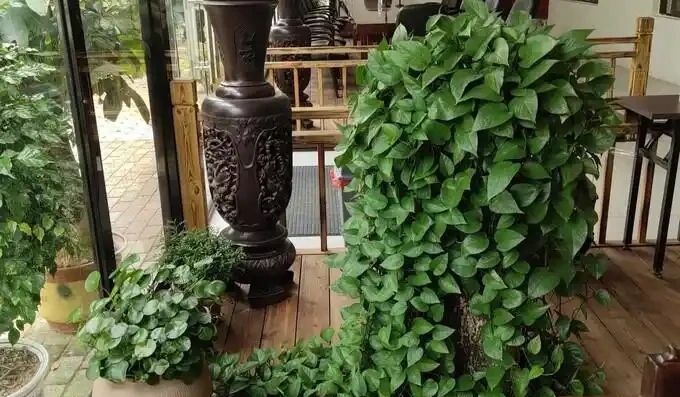 男子曬出老媽養5年的『瘋狂黃金葛』，氾濫成災引關注，網友卻表示欣賞不來