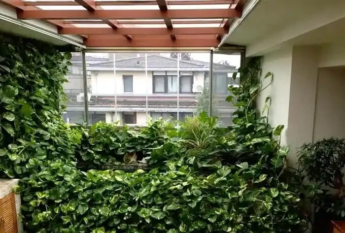 男子曬出老媽養5年的『瘋狂黃金葛』，氾濫成災引關注，網友卻表示欣賞不來