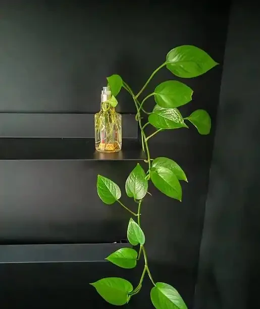 男子曬出老媽養5年的『瘋狂黃金葛』，氾濫成災引關注，網友卻表示欣賞不來