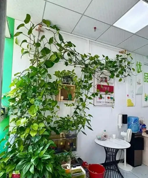 男子曬出老媽養5年的『瘋狂黃金葛』，氾濫成災引關注，網友卻表示欣賞不來