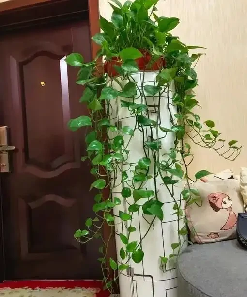 男子曬出老媽養5年的『瘋狂黃金葛』，氾濫成災引關注，網友卻表示欣賞不來