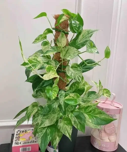 男子曬出老媽養5年的『瘋狂黃金葛』，氾濫成災引關注，網友卻表示欣賞不來