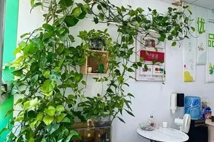 男子曬出老媽養5年的『瘋狂黃金葛』，氾濫成災引關注，網友卻表示欣賞不來