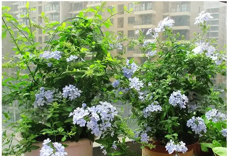 陽臺秒變小花園!這8種花卉,開花期長、還好養,新手也能養滿盆