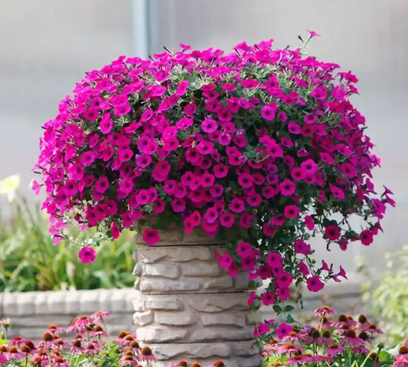 陽臺秒變小花園!這8種花卉,開花期長、還好養,新手也能養滿盆