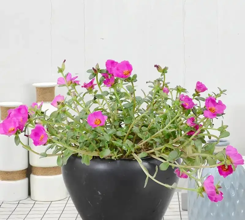 陽臺秒變小花園!這8種花卉,開花期長、還好養,新手也能養滿盆