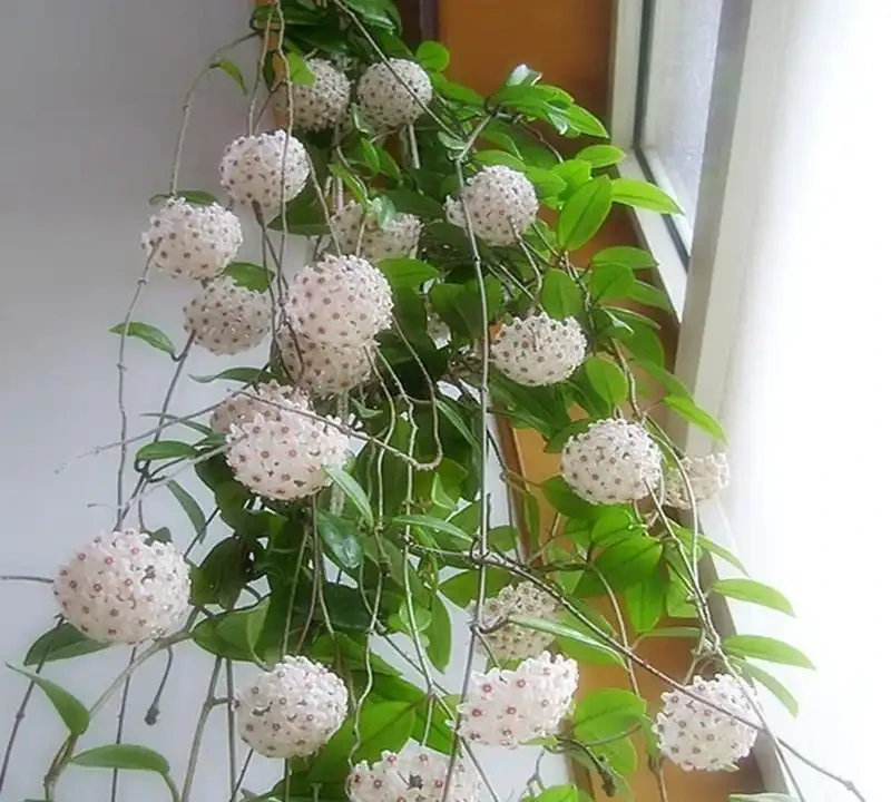 陽臺秒變小花園!這8種花卉,開花期長、還好養,新手也能養滿盆