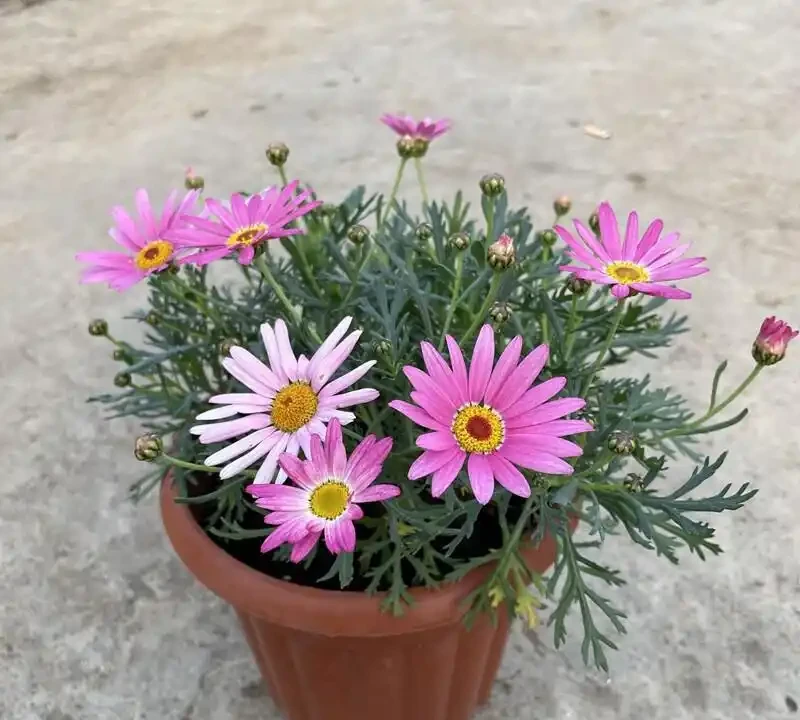 陽臺秒變小花園!這8種花卉,開花期長、還好養,新手也能養滿盆