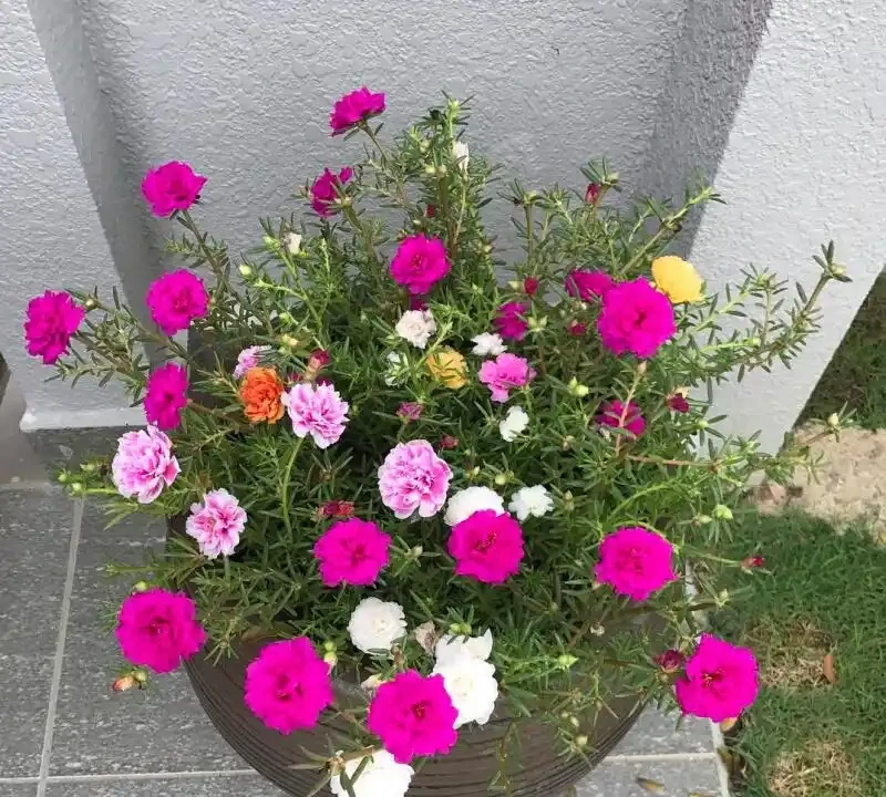 陽臺秒變小花園!這8種花卉,開花期長、還好養,新手也能養滿盆