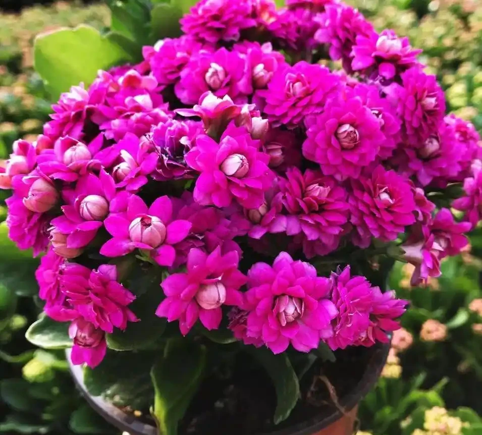 陽臺秒變小花園!這8種花卉,開花期長、還好養,新手也能養滿盆