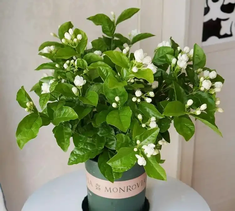 陽臺秒變小花園!這8種花卉,開花期長、還好養,新手也能養滿盆