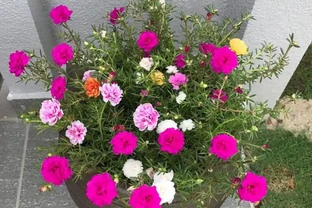 陽臺秒變小花園！這8種花卉，開花期長、還好養，新手也能養滿盆