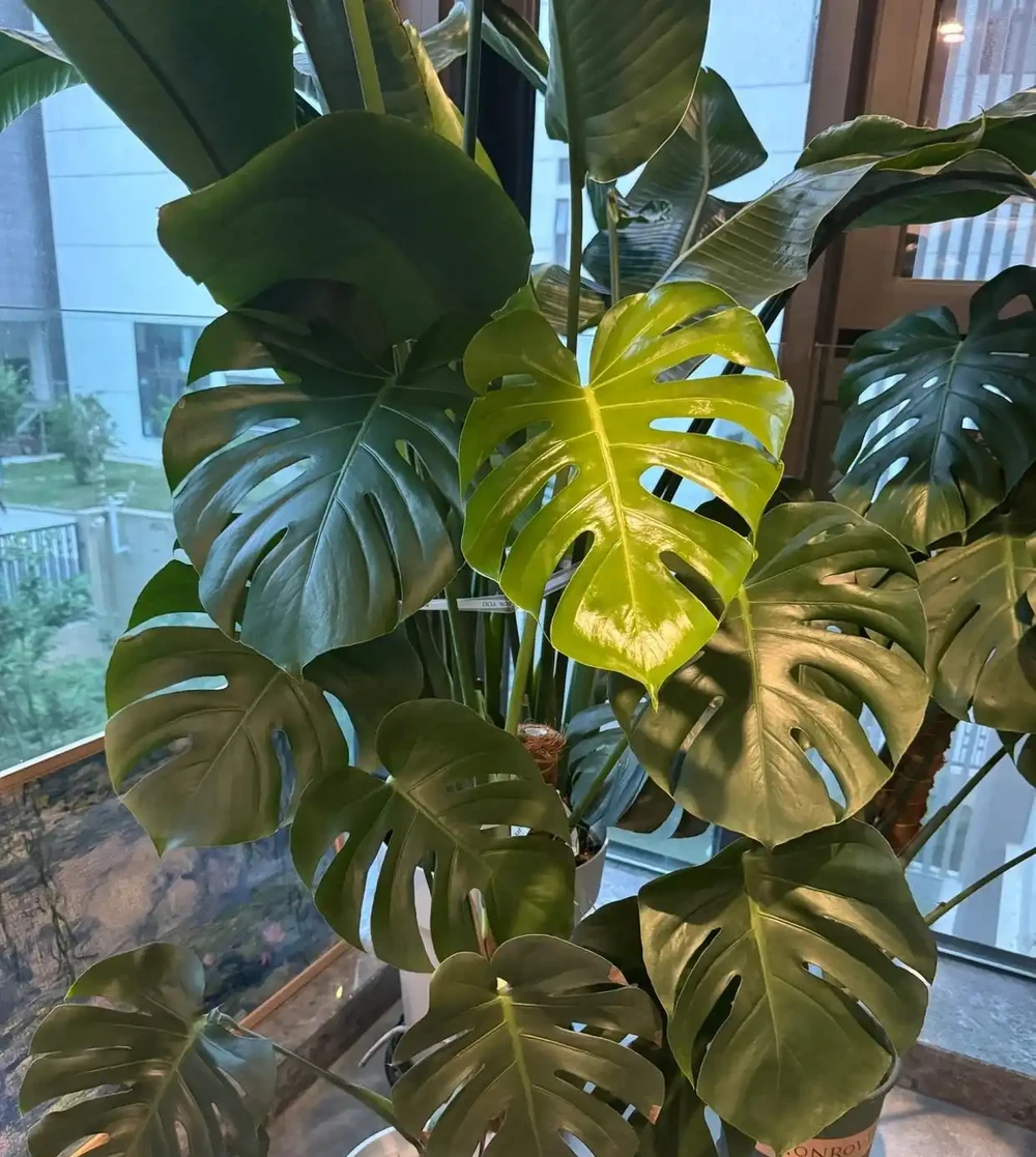 別瞎養!龜背芋年後這麼養,葉肥還能多長洞,觀賞效果輕鬆翻倍!