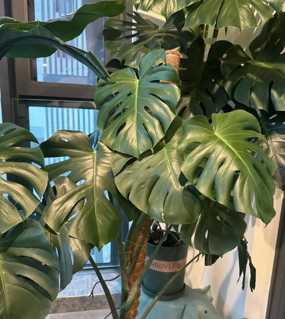 別瞎養!龜背芋年後這麼養,葉肥還能多長洞,觀賞效果輕鬆翻倍!