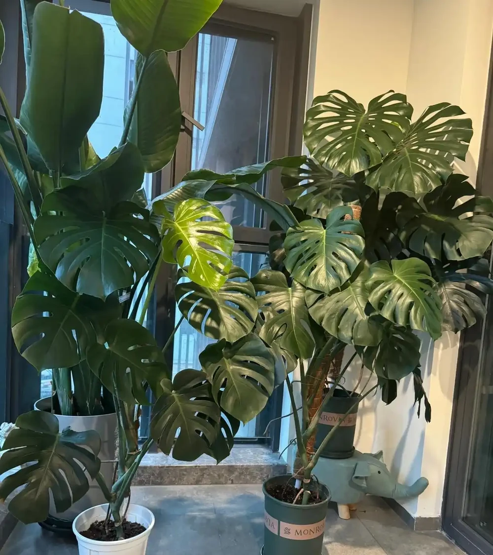 別瞎養!龜背芋年後這麼養,葉肥還能多長洞,觀賞效果輕鬆翻倍!