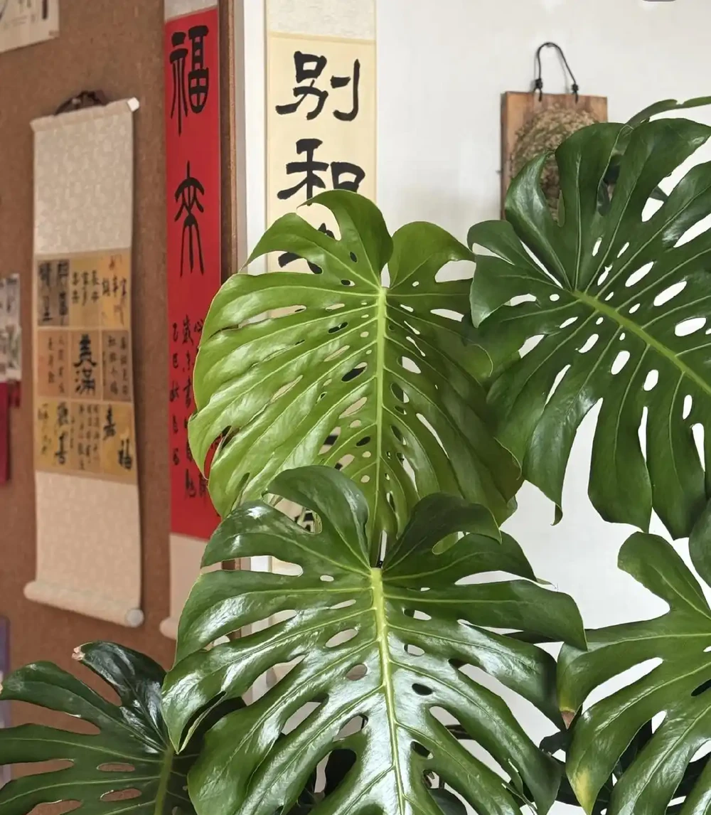 別瞎養!龜背芋年後這麼養,葉肥還能多長洞,觀賞效果輕鬆翻倍!