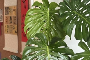 別瞎養！龜背芋年後這麼養，葉肥還能多長洞，觀賞效果輕鬆翻倍！