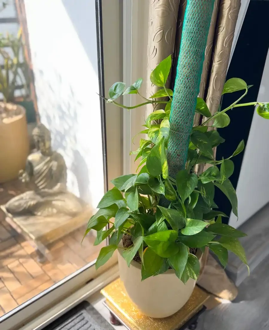 幸福樹新芽黑葉怎麼辦？3步急救法，讓黑芽返綠，枝葉重煥生機