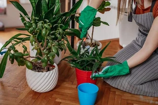 幸福樹新芽黑葉怎麼辦？3步急救法，讓黑芽返綠，枝葉重煥生機