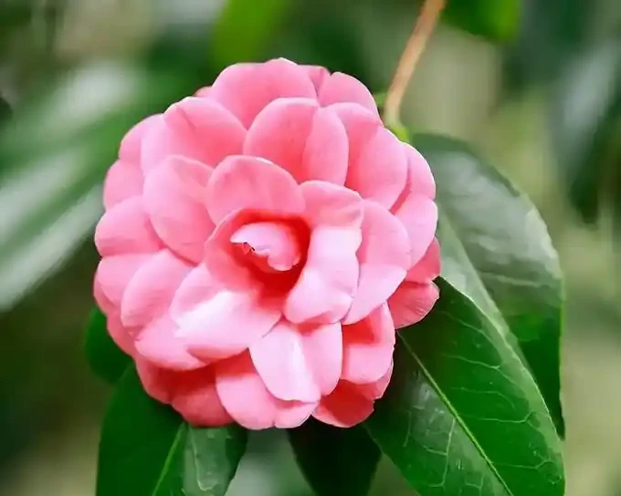 光桿茶花別丟!三招急救法,一月後新芽冒不停,你信嗎?