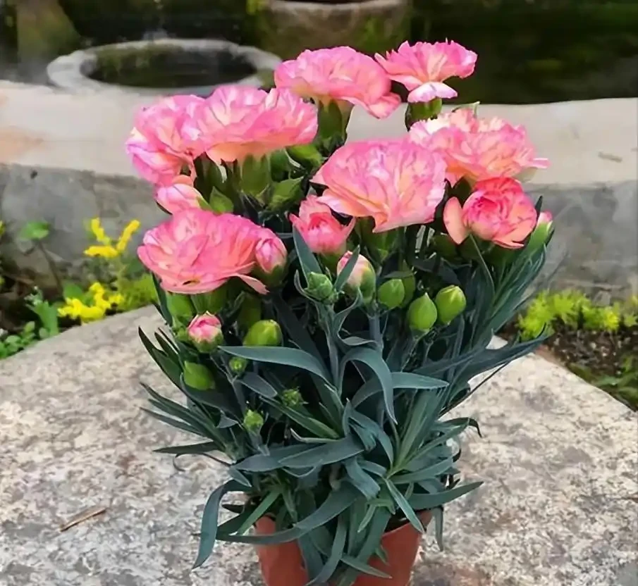 康乃馨開花期澆水指南:精準控水,花豔期長