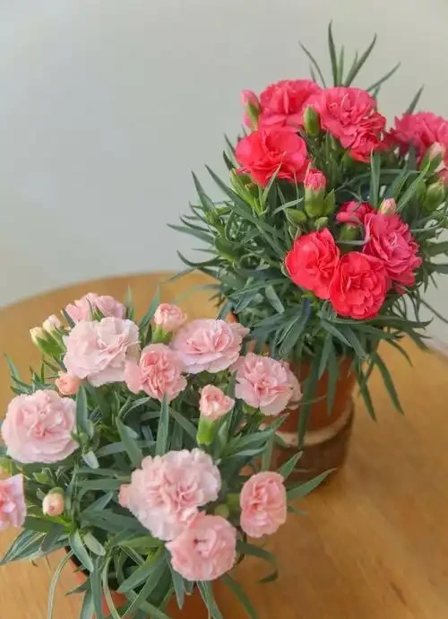 康乃馨開花期澆水指南:精準控水,花豔期長