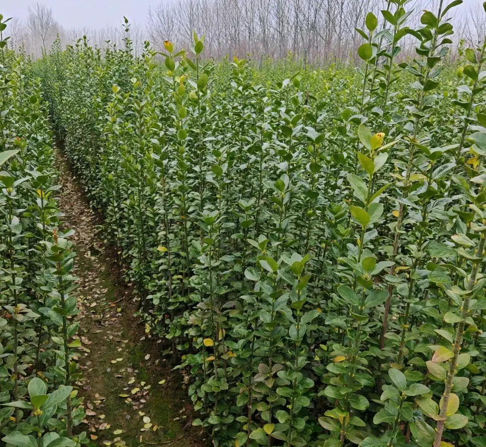 北海道黃楊是北方冬季少有的常綠喬木