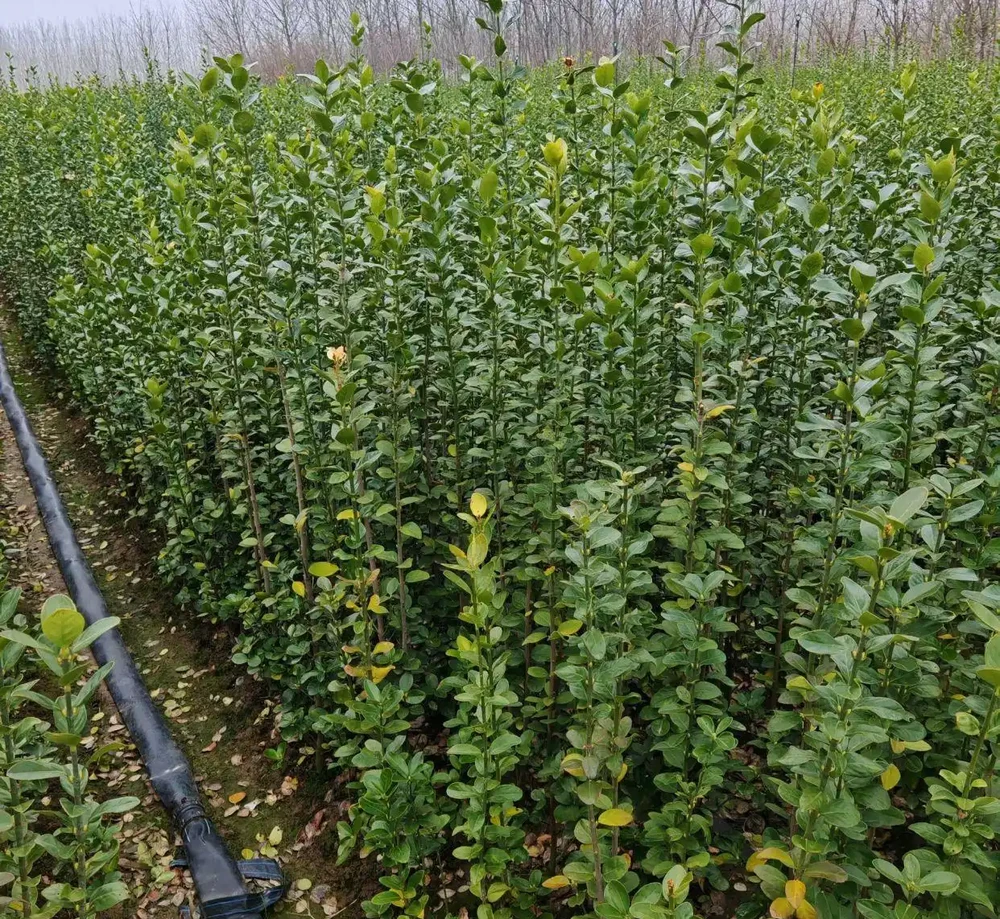 北海道黃楊種植可摻沙、腐葉改良土壤