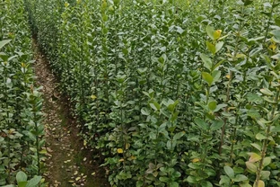 北海道黃楊適合種植在哪些地區？怎麼養護？
