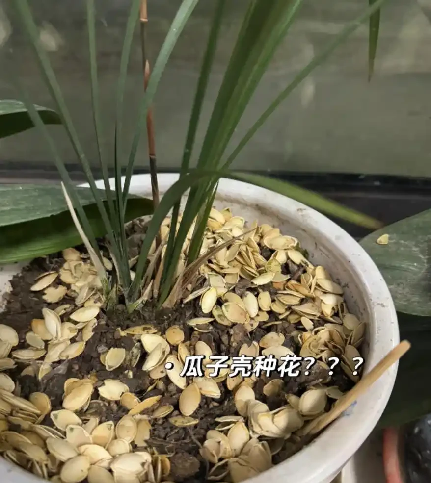 養花必看!這8種花再不施肥就晚了,錯過開花期,只能再等1年!