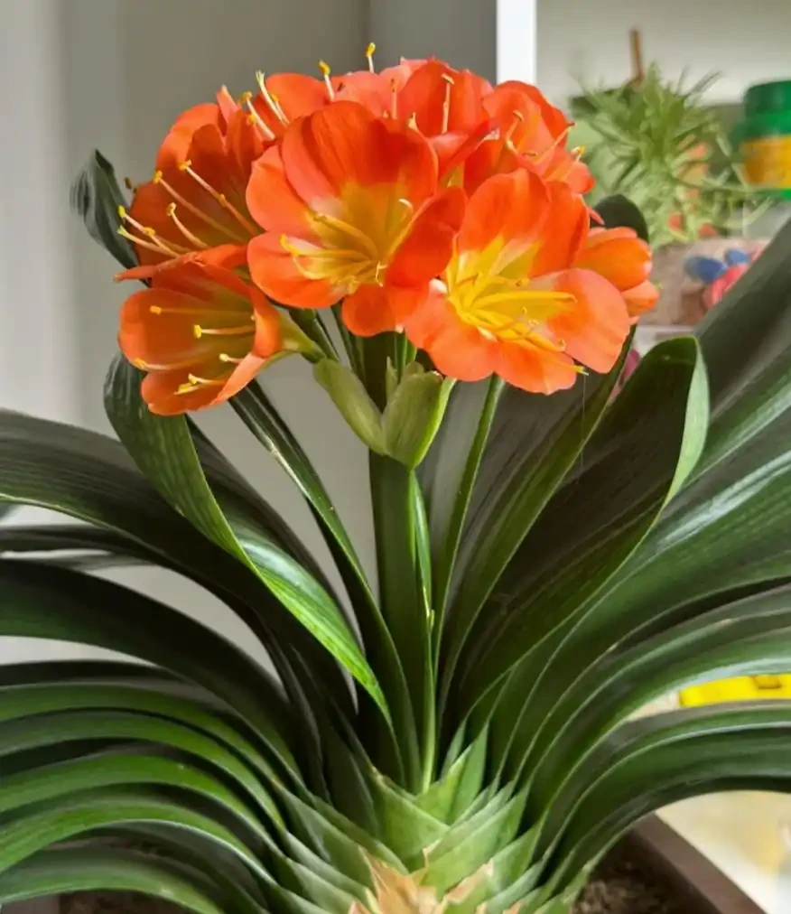 養花必看!這8種花再不施肥就晚了,錯過開花期,只能再等1年!