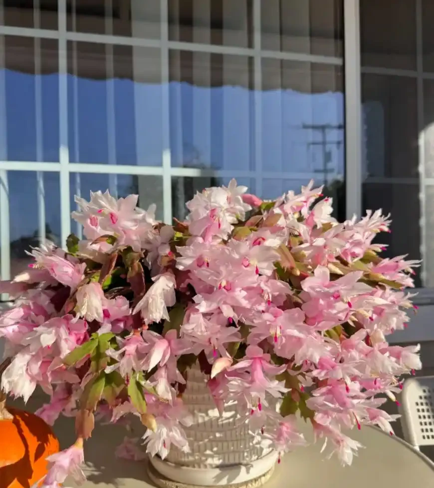養花必看!這8種花再不施肥就晚了,錯過開花期,只能再等1年!