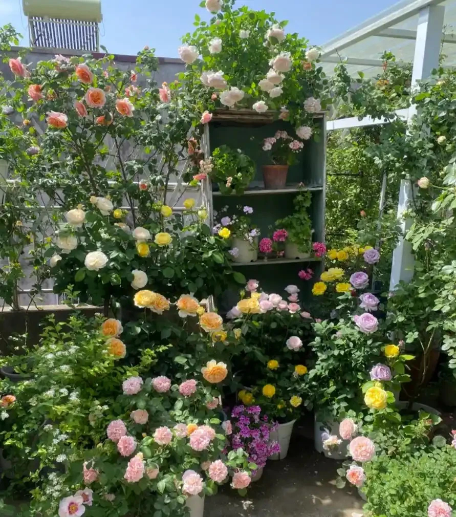 養花必看!這8種花再不施肥就晚了,錯過開花期,只能再等1年!